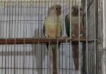 Chinamon Blue Pineapple Conure