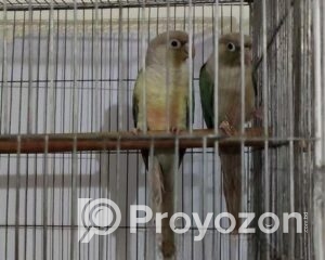 fitted-37_2025-07-26_16-51-35