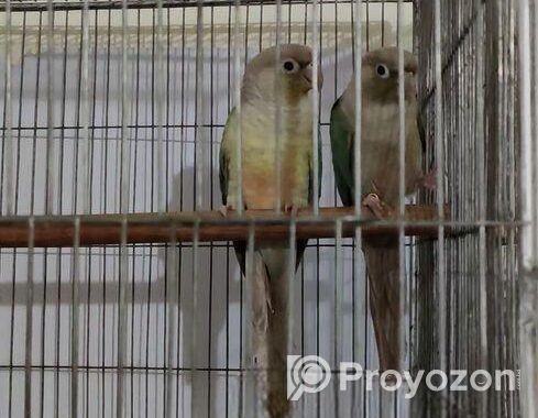 Chinamon Blue Pineapple Conure