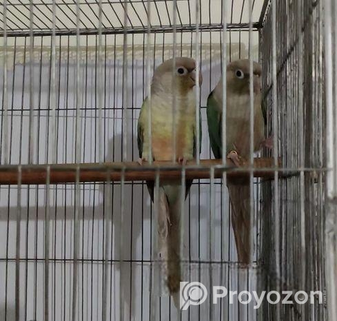 Chinamon Blue Pineapple Conure