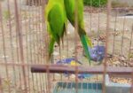 ইন্ডিয়ান রিংনেট টিয়া পাখি
