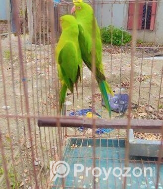 ইন্ডিয়ান রিংনেট টিয়া পাখি