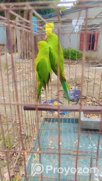 ইন্ডিয়ান রিংনেট টিয়া পাখি