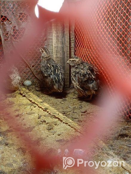 কোয়েল পাখি