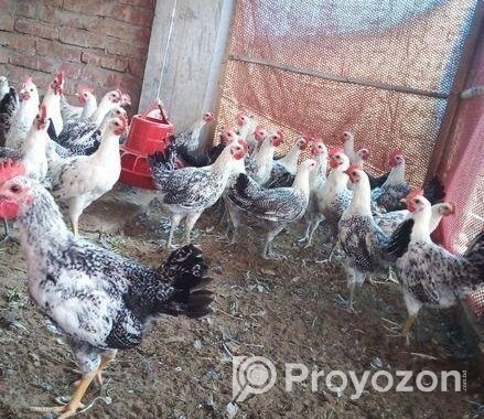 মিশরীয় ফাউমি মোরগ