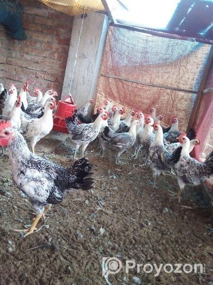 মিশরীয় ফাউমি মোরগ