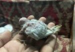 Tame Size Baby Budgeriger