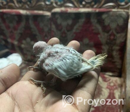Tame Size Baby Budgeriger