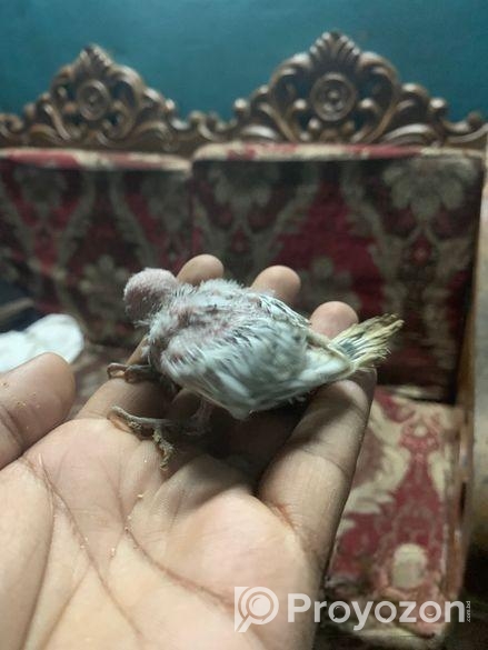 Tame Size Baby Budgeriger