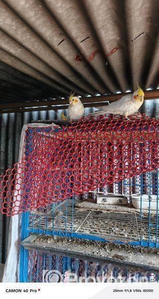 কোকাটেল পাখি