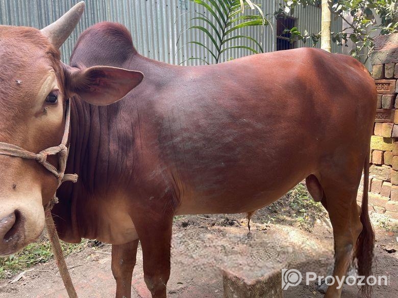 দেশি ষাড়