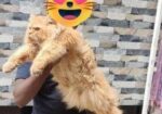 পিওর পার্শিয়ান বিড়াল ( 3 Costed Pure Persian Cate