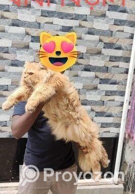 পিওর পার্শিয়ান বিড়াল ( 3 Costed Pure Persian Cate