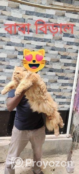 পিওর পার্শিয়ান বিড়াল ( 3 Costed Pure Persian Cate