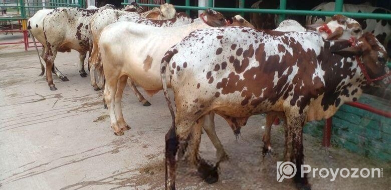 ২৫ নং ৭টি এড়ে বাছুর বিক্রয় হবে ।