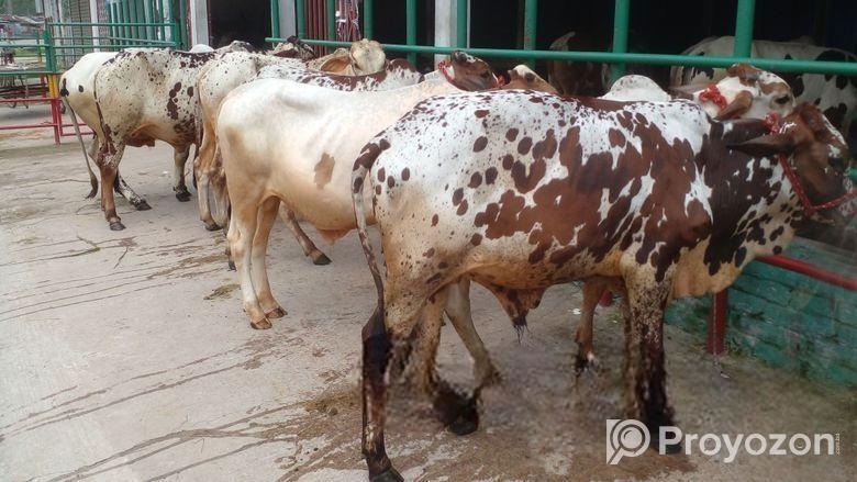 ২৫ নং ৭টি এড়ে বাছুর বিক্রয় হবে ।