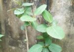 বটগাছের বনসাই
