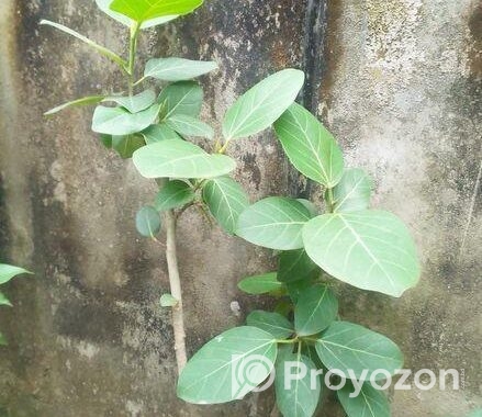 বটগাছের বনসাই