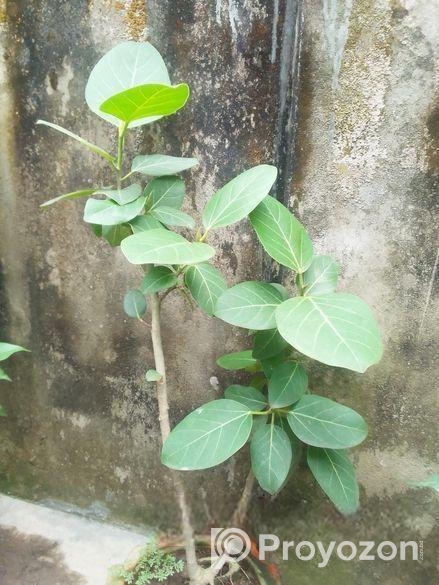 বটগাছের বনসাই