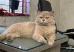 parsian Cat