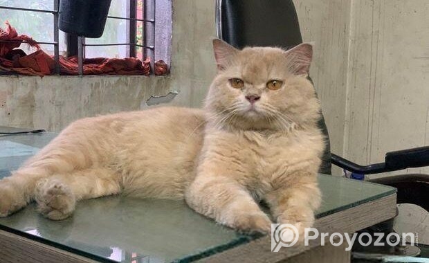 parsian Cat