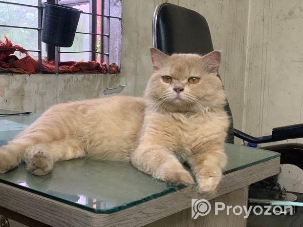 parsian Cat