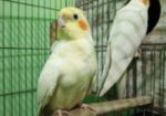 রানিং লুটিনো ককাটেল সেল হবে
