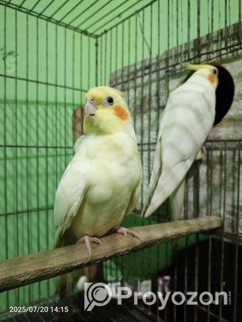 রানিং লুটিনো ককাটেল সেল হবে