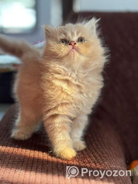 Traditional pure persian male/female