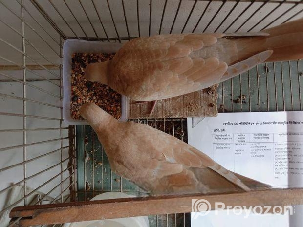 ঘুঘু পাখি বিক্রি হবে