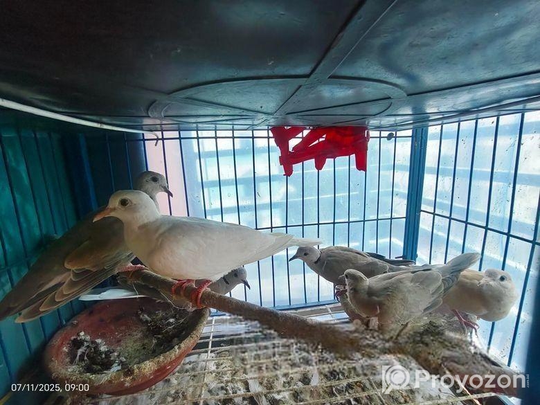 অস্ট্রেলিয়ান ঘুঘু পাখি বিক্রি হবে