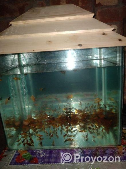 ১২০+ মলি মাছসহ এ্যাকুরিয়াম বিক্রি হবে