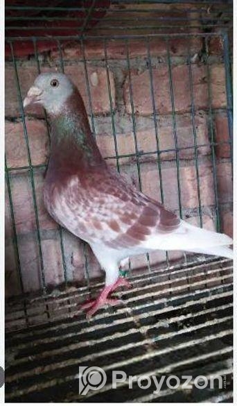 রেসার রেটচেকার বিক্রি হবে