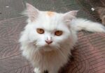 PURE PERSIAN MALE CAT