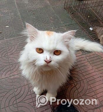 PURE PERSIAN MALE CAT