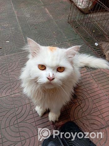 PURE PERSIAN MALE CAT