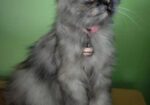 Persian cat sell post