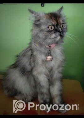 Persian cat sell post