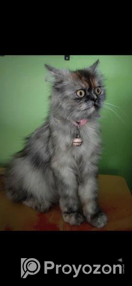 Persian cat sell post