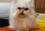 Exotic Bloodline Male Cat