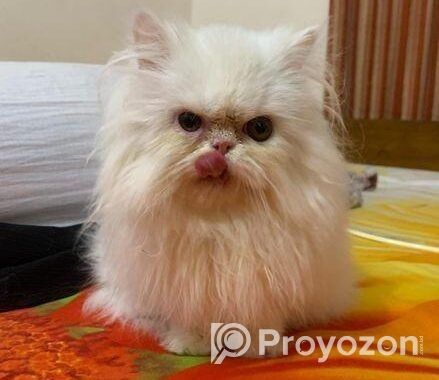 Exotic Bloodline Male Cat