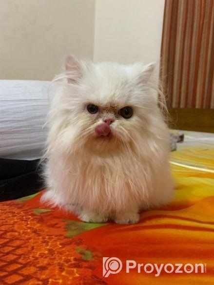Exotic Bloodline Male Cat