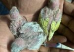 Tame Size Baby Budgeriger