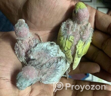 Tame Size Baby Budgeriger