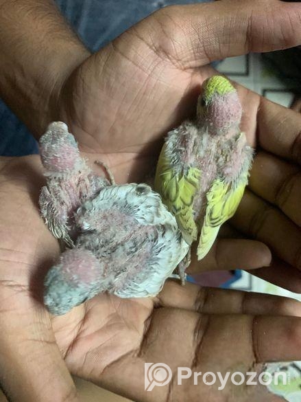 Tame Size Baby Budgeriger