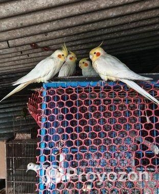 কোকাটেল পাখি