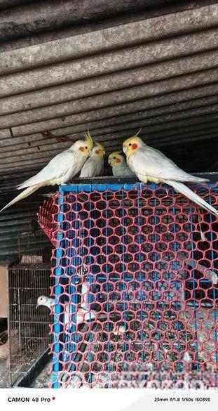 কোকাটেল পাখি