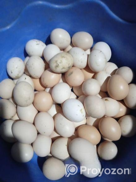 অর্জিনাল ফাউমি মুরগির বীজ ডিম বিক্রি করা হবে।নিজস্