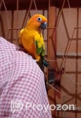 সান কনুর
