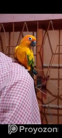 সান কনুর